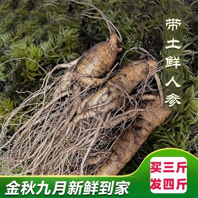 长白山人参净重500g（3-20支） 泡酒煲汤产地批发 鲜人参