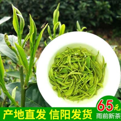 批发茶叶信阳毛尖绿茶2023新茶散装正宗雨前春茶散装手工茶叶500g2件起批