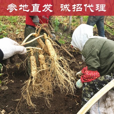 长白山新鲜人参现挖鲜参吉林带土鲜人参农户种植东北特产一件代发 40-50支一斤 2斤起售