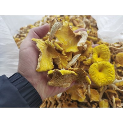 云南特产鸡油菌干货食用菌批发黄金菇鸡油菌干货100袋