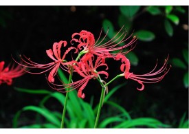 上海辰山植物园Shanghai Chenshan Botanical Garden