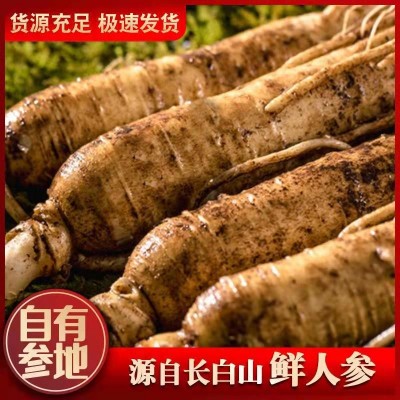 [包邮]长白山新鲜人参散装现挖带土圆参泡酒煲汤东北特产鲜参批发  2斤