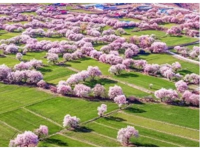 2024年3月，西藏7日桃花节深度游—找寻漫山桃花的摄影之旅