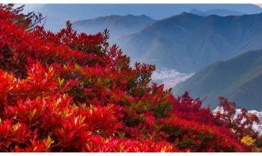 我去香山看红叶